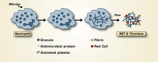 Neutrophil Degranulation, NET Formation, and Thrombus Formation