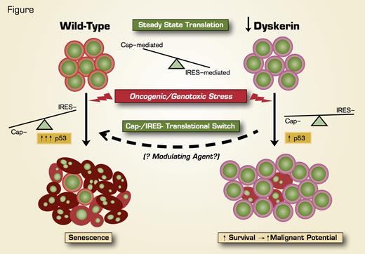 Genotoxic Stress in Normal Wild-Type Cells (left side of figure) Leads to Cell Senescence and Apoptosis Through the Action of p53, Which is Increased by a Switch From Cap-Dependent to Internal Ribosome Entry Site (IRES)-Mediated Translation. In dyskerindeficient cells (right side of figure), p53 mRNA association with ribosomes is altered, blunting the p53 response and thereby allowing cell proliferation and propagation of potentially oncogenic mutations. Similar mechanisms of cancer predisposition may apply to other disorders of ribosome function, and this model system may provide a platform to test the benefit of agents that modulate translational control.