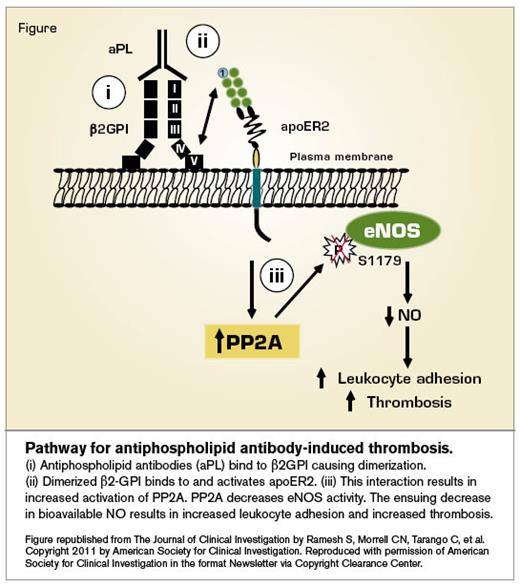 Pathway for antiphospholipid antibody-induced thrombosis. / Pathway for Antiphospholipid Antibody-Induced Thrombosis
