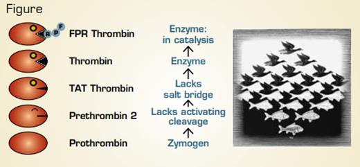 A Novel Mechanism by Which Thrombin Activation and Specificity is Explained by a Continuum of States From the Enzymatically Inactive Zymogen, Prothrombin, to Catalytically Active Thrombin. M.C. Escher’s “Sky and Water I” © 2011 The M.C. Escher Company-Holland. All rights reserved. www.mcescher.com