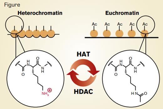 . / The balance between histone acetylation and deacetylation determines the relative amounts of transcriptionally active euchromatin and repressed heterochromatin.