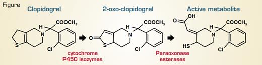 Clopidogral Metabolism Broken Down into Two Stages: Cytochrome P450-Mediated Oxidation and Esterase-Mediated Thiophene Ring Hydrolysis. Clopidogrel is metabolized via oxidation by cytochrome P450 isozymes followed by hydrolytic cleavage by paraoxonases, particularly PON1.