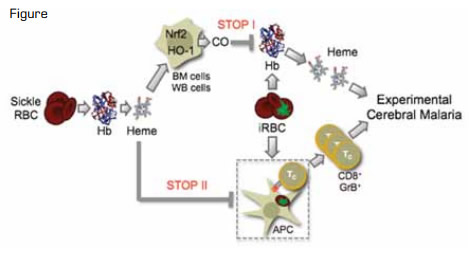 HbS May Have an Immunoregulatory Effect on T Cells as well as Antigen Presenting Cells (APCs). Reprinted from Cell, Volume 145, Issue 3; Ferreira A, Marguti I, Bechmann I, et al. Sickle hemoglobin confers tolerance to Plasmodium infection, 398-409, Copyright (2011), with permission from Elsevier.