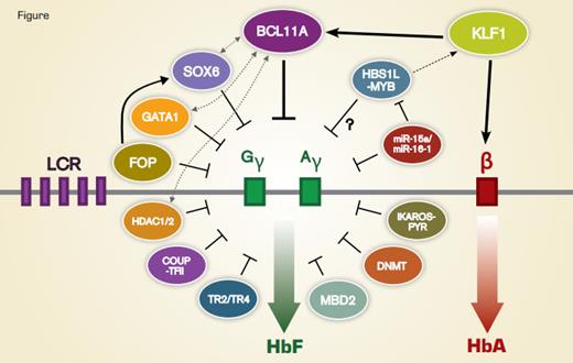 The Switch From Fetal (HbF) to Adult (HbA) Hemoglobin is Regulated by Various Transcription Factors and Cofactors. Regulators of this process constitute potential therapeutic targets for patients with the major hemoglobin disorders. Positive and negative interactions are denoted by pointed and blunt arrows, respectively. Dotted lines indicate the physical interactions between BCL11A and other cofactors. The dashed line indicates relationship with a lower level of experimental support.
