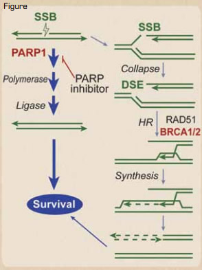 Synthetic Lethality in BRCA1/2 Defective Tumors. Naturally occurring single-strand breaks (SSBs) are primarily repaired by a PARP1-dependent pathway before a replication fork hits. However, if they are not repaired before the replication fork hits, the SSB is converted into a DSB. The DSB at the fork is usually repaired by a type of DSB repair termed homologous recombination (HR), which requires BRCA1/2, denoted in red. Thus, BRCA1/2 are needed to restart the collapsed replication forks caused by the DSB. In BRCA1 or 2 defective tumors, these SSBs must be repaired by the PARP1 pathway before the replication fork hits, as there is no mechanism of repairing the resultant DSB. Thus, PARP inhibitors result in synthetic lethality of the BRCA1 or 2 defective cancer cell, because the SSB cannot be repaired in front of the replication fork, and the resultant DSB caused by the progression of the fork through the SSB also cannot be repaired. Normal tissue, which does not have the bi-allelic defects in BRCA1 or 2, would not be affected.Reprinted from Blood. See reference number 4.