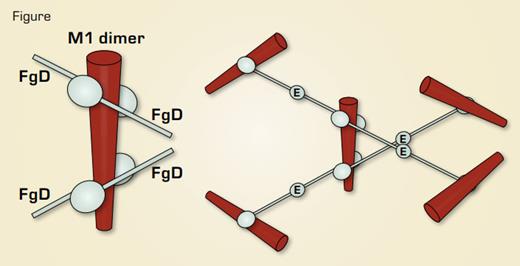 Streptococcal M1 Protein – Fibrinogen Complex. Left, schematic of the x-ray structure of a 17-kDa M1 fragment complexed to fibrinogen fragment D. Right, model of the M1-fibrinogen complex based on the D-E-D fibrinogen symmetry.