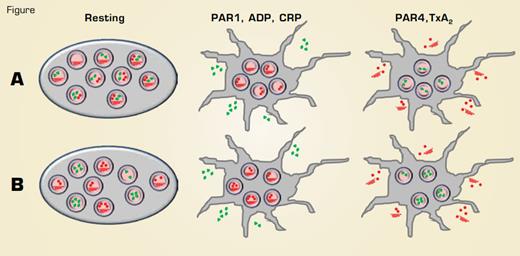 Agonist-Selective Release of Contents From α-Granules. Model A proposes that granule cargos are distributed in a random manner among α-granules, not in specific subpopulations. Cargo may be clustered with α-granules, given the appearance of segregation and enabling release of specific contents in response to different agonists. Model B postulates that different granule contents are segregated into discrete subpopulations of α-granules that are released in response to different agonists. Angiogenic factors are depicted in green and anti-angiogenic factors depicted in red.