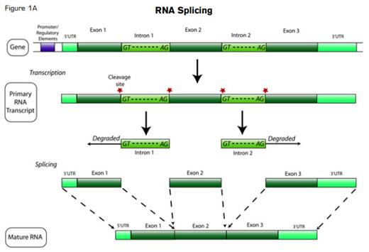 RNA Splicing