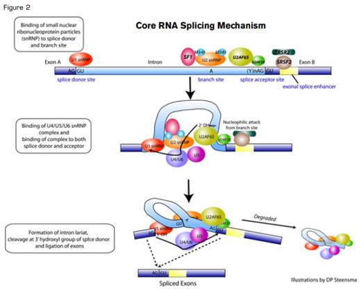 Core RNA Splicing Mechanism
