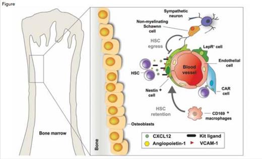 Schematic Representation Illustrating the Major Cellular Constituents of the Bone Marrow HSC Niche. A variety of cells, including osteoblasts, Cxcl12-abundant reticular (CAR) cells, Nestin+ mesenchymal stem cells (MSC), Leptin receptor (Lepr)-expressing perivascular cells, and endothelial cells, have been reported as possible components of the niche. Schwann cells, wrapping sympathetic nerve fibers, promote HSC quiescence. In total, the structural makeup of these various cells provides a specialized microenvironment regulating HSC self-renewal and differentiation, either through soluble factors such as CXCL12, Kit ligand (also known as SCF), angiopoietin-1, and VCAM-1, or through contact-dependent signals.Modified from original figure design by Daniel Lucas, PhD, and Sandra Pinho, PhD, both from Albert Einstein College of Medicine.