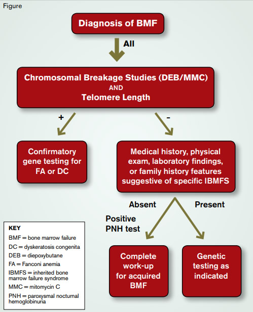 "Evaluation of BMF in the Young Adult.