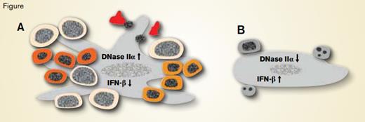 Erythroblastic Islands of Fetal Liver of A) Wild-Type and B) EKLF/KLF1 Null Mice. Central macrophages, large gray cells with elongated ovoid nuclei, have cytoplasmic extensions in wild-type but not EKLF/KLF1 null fetal livers. In wild-type central macrophages, EKLF/KLF1 induces DNase IIα, which degrades DNA of phagocytosed apoptotic cells and extruded erythroid nuclei, thereby inhibiting interferon-β (IFN-β) production. In EKLF/KLF1 null central macrophages, EKLF/KLF1 deficiency decreases DNase IIα, which increases undigested DNA, inducing IFN-β production. In wild-type mice, EKLF/KLF1 regulates many genes involved in terminal erythroblast (round nucleated cells) differentiation, including those related to cell division. Consequently, cell size decreases, hemoglobin accumulates (shown as increasingly orange-red cytoplasm), and nuclear condensation and extrusion occur (shown with the extruded nucleus nearby the irregularly shaped, hemoglobin-filled reticulocytes (A). In EKLF/KLF1 null erythroblasts (B), defective terminal differentiation (shown by no orange-red in cytoplasm) due to deficient EKLF/KLF1 combined with increased IFN-β from the central macrophage leads to extensive erythroblast apoptosis (fragmented nuclei) and failure of definitive erythropoiesis.