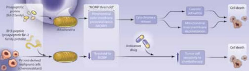 "Adjustment of the Threshold for Apoptosis. Top: Sensitive cells have mitochondria with a high pro- to anti-apoptotic Bcl-2 family protein ratio.