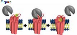 Thrombin (gray) Associates With PAR1 (pink) and Cleaves the N-Terminus, Revealing a Tethered Ligand (yellow).