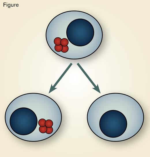 Antigen Internalized by B Cells is Transported to the MHC Class II Compartment (red). Only one daughter B cell receives antigen during asymmetric inheritance of this compartment.