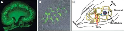 . / (A) Low power and (B) higher power photomicrographs of green fluorescence of renal erythropoietin-producing (REP) cells in the peritubular interstitial space of the inner cortex. (C) Diagram of REPs location. Modified from Pan X, et al. Isolation and characterization of renal erythropoietin-producing cells from genetically produced anemia mice. PLoS One. 2011;6:e25839.