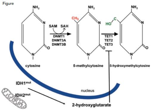 Within the cell nucleus, DNA methyltransferase (DNMT) enzymes convert cytosine to 5-methylcytosine using S-adenosylmethionine (SAM) as the methyl donor. The TET proteins convert 5-methylcytosine to 5-hydroxymethylcytosine. Because the TET proteins are α-ketoglutarate-dependent enzymes, their activity is inhibited by 2-hydroxyglutarate, a metabolite produced in excess specifically in cells with mutated isocitrate dehydrogenase 1 or 2 (IDH1/2) proteins. While both IDH1 and IDH2 are found within the cytoplasm, IDH2 is also located in cellular mitochondria.