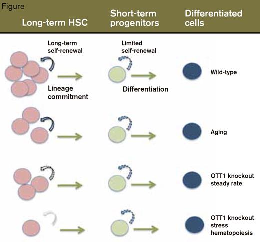 . / Shown in the top row are (wild-type) bone marrow cells (top) progressing from long-term self-renewal of HSCs to transient self-renewal of shortterm progenitors to fully differentiated cells. The rows below show the parallels between steady-state Ott KO hematopoiesis and normal aging, and the HSC exhaustion that occurs in Ott KO BM under stress, which is analogous to aged HSCs under stress.