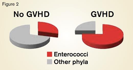 GI Microbiome Dysbiosis and Enterococcal Overgrowth During GVHD. Stool samples were collected serially from patients after allogeneic HCT, and the 16s bacterial RNA was analyzed by pyrosequencing. Samples from patients without GVHD (n=65) showed four phyla (firmicutes, bacteroidetes, actinobacteri, and proteobacteria) representing almost 75 percent, with enterococci accounting for about 25 percent. Samples from patients with GVHD (n=6) showed marked dysbiosis and dramatic overgrowth of enterococci, now representing 75 percent, with all other phyla accounting for only 25 percent (p < 0.002).