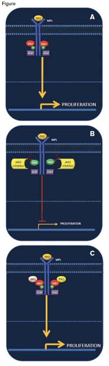 . / Binding of thrombopoietin (TPO) to its receptor (MPL) leads to phosphorylation of JAK2, activation of the JAK-STAT pathway, and increased cellular proliferation (A). JAK2 inhibitors block phosphorylation of JAK2 and reduce cellular proliferation and well as other signaling cascades (B). One mechanism of disease persistence in the setting of JAK2 inhibitor therapy is re-phosphorylation of JAK2 through its heterodimerization with JAK family members JAK1 and TYK2. The result is re-activation of the JAK–STAT pathway and downstream signaling events, including cellular proliferation (C).
